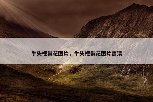 牛头梗带花图片，牛头梗带花图片高清