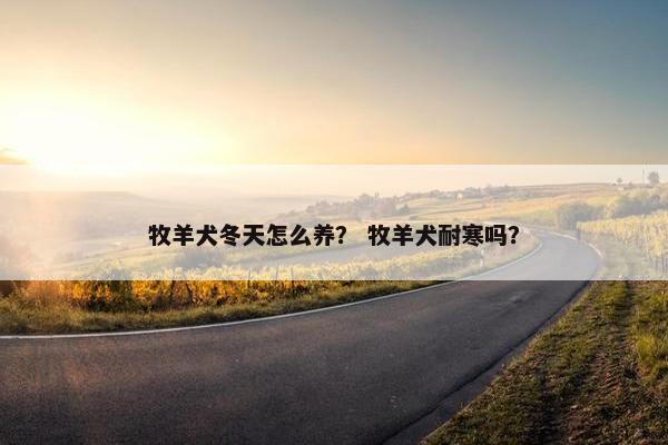 牧羊犬冬天怎么养？ 牧羊犬耐寒吗？