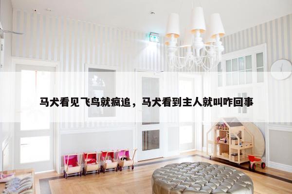 马犬看见飞鸟就疯追，马犬看到主人就叫咋回事