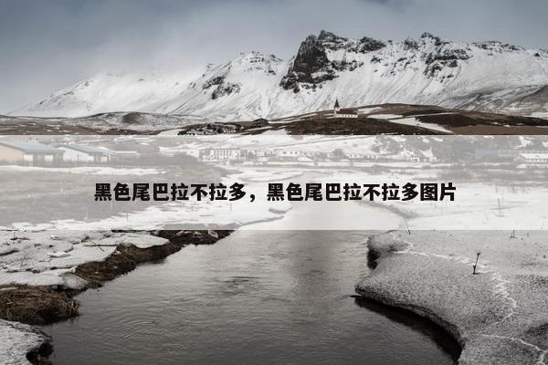 黑色尾巴拉不拉多，黑色尾巴拉不拉多图片