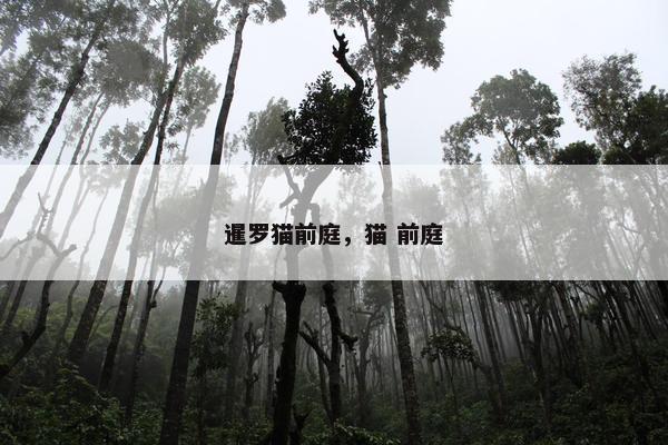 暹罗猫前庭，猫 前庭