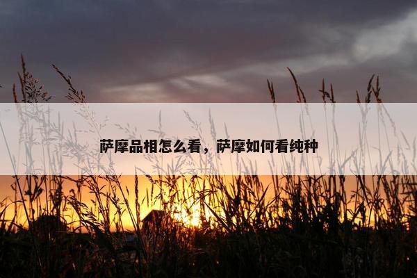 萨摩品相怎么看，萨摩如何看纯种