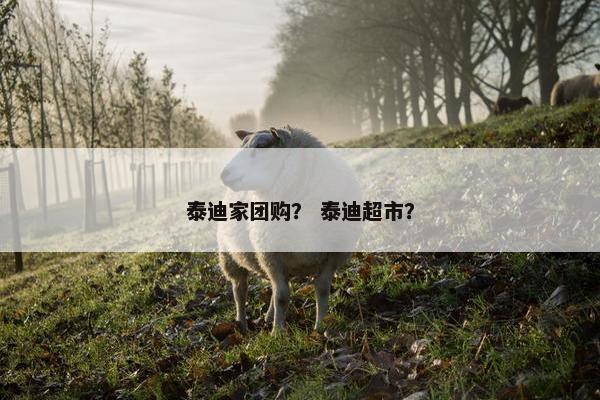 泰迪家团购？ 泰迪超市？