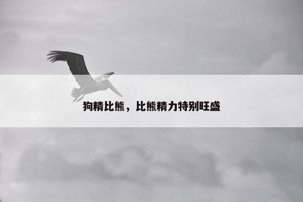 狗精比熊，比熊精力特别旺盛