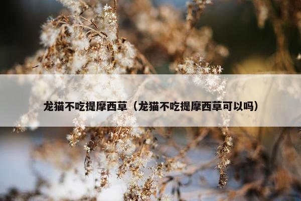 龙猫不吃提摩西草（龙猫不吃提摩西草可以吗）