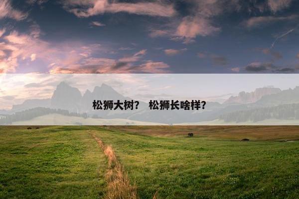 松狮大树？ 松狮长啥样？