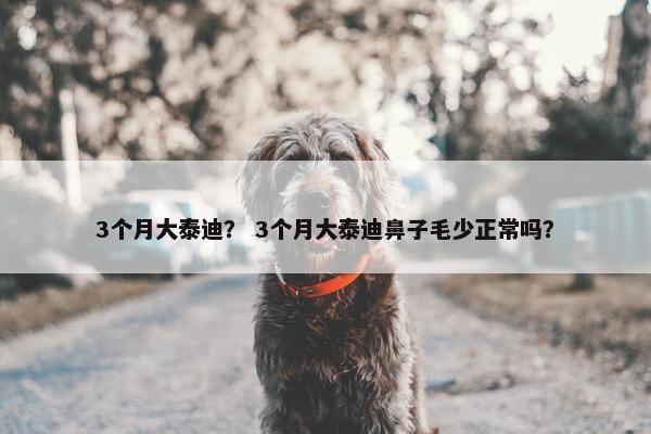 3个月大泰迪？ 3个月大泰迪鼻子毛少正常吗？