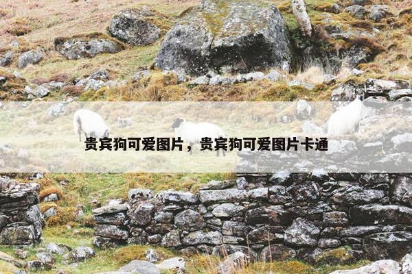 贵宾狗可爱图片，贵宾狗可爱图片卡通