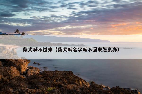 柴犬喊不过来（柴犬喊名字喊不回来怎么办）