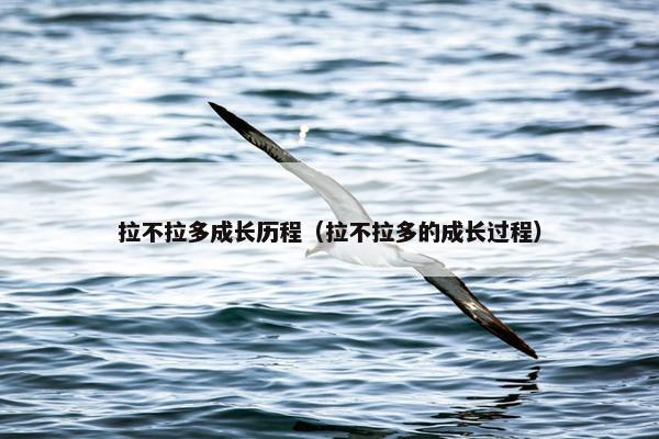 拉不拉多成长历程（拉不拉多的成长过程）