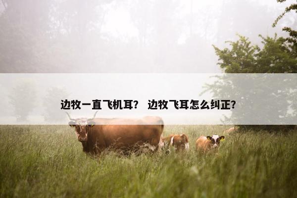 边牧一直飞机耳？ 边牧飞耳怎么纠正？