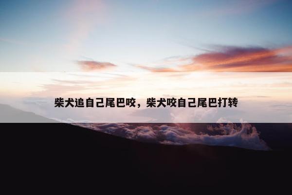 柴犬追自己尾巴咬，柴犬咬自己尾巴打转