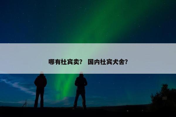 哪有杜宾卖？ 国内杜宾犬舍？