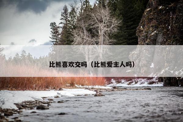 比熊喜欢交吗（比熊爱主人吗）