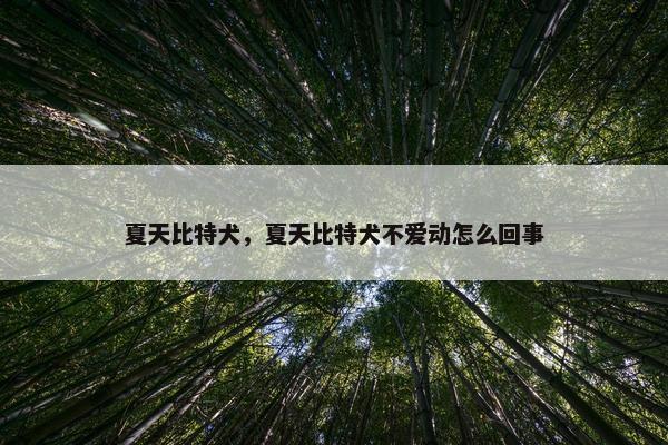 夏天比特犬，夏天比特犬不爱动怎么回事