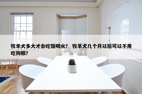 牧羊犬多大才会吃饭喝水？ 牧羊犬几个月以后可以不用吃狗粮？