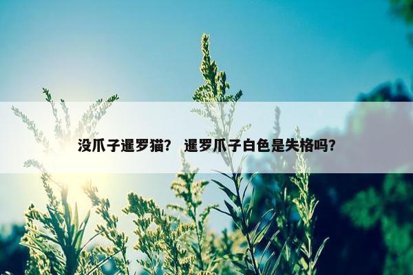 没爪子暹罗猫？ 暹罗爪子白色是失格吗？