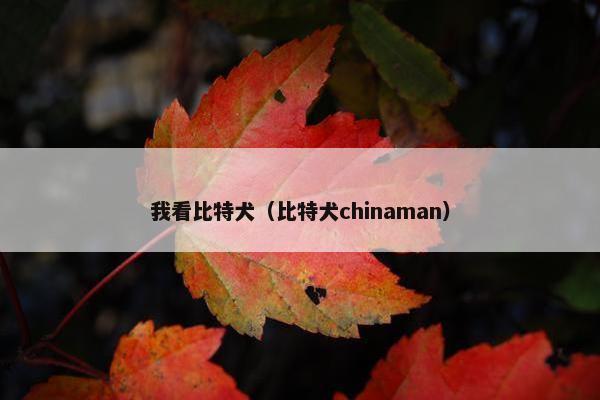 我看比特犬（比特犬chinaman）