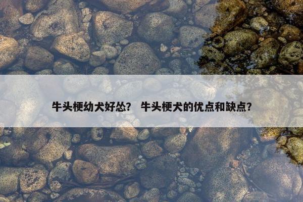 牛头梗幼犬好怂？ 牛头梗犬的优点和缺点？