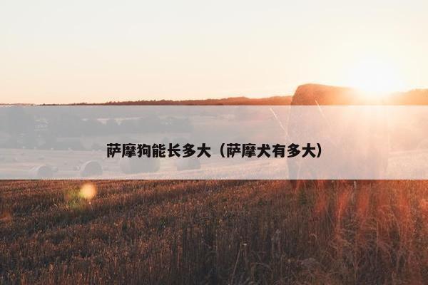 萨摩狗能长多大（萨摩犬有多大）