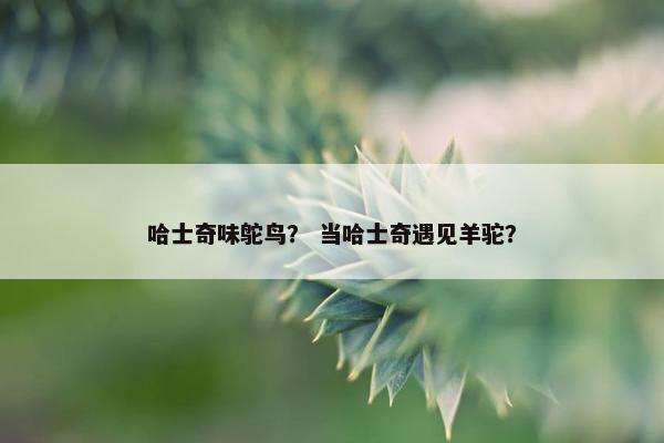 哈士奇味鸵鸟？ 当哈士奇遇见羊驼？