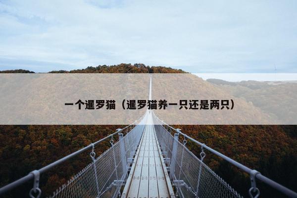 一个暹罗猫（暹罗猫养一只还是两只）