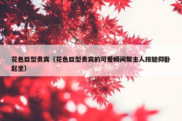 花色巨型贵宾（花色巨型贵宾的可爱瞬间帮主人按腿仰卧起坐）
