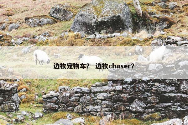 边牧宠物车？ 边牧chaser？