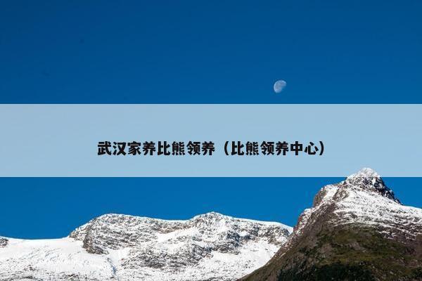 武汉家养比熊领养（比熊领养中心）