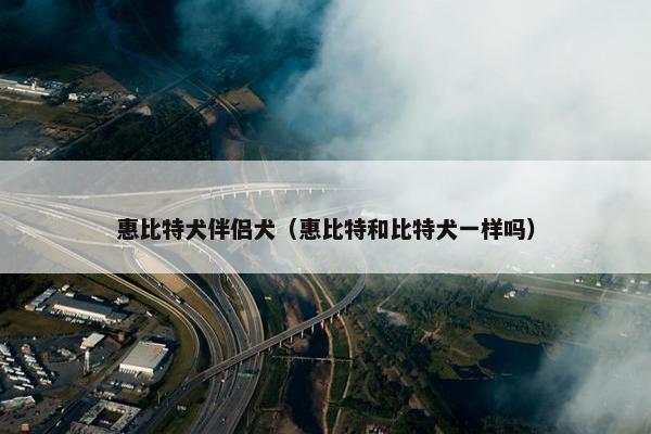 惠比特犬伴侣犬（惠比特和比特犬一样吗）