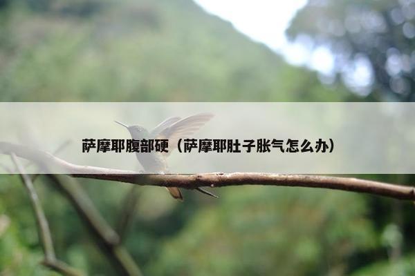 萨摩耶腹部硬（萨摩耶肚子胀气怎么办）