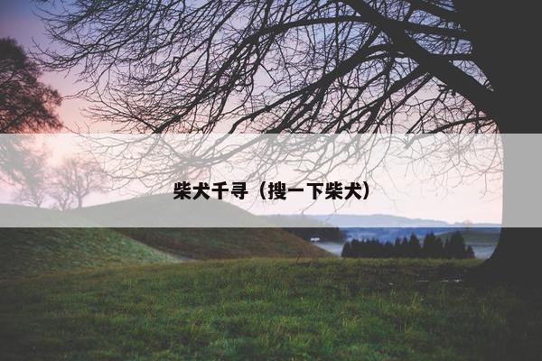 柴犬千寻（搜一下柴犬）