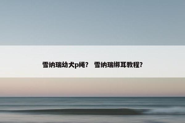 雪纳瑞幼犬p绳？ 雪纳瑞绑耳教程？
