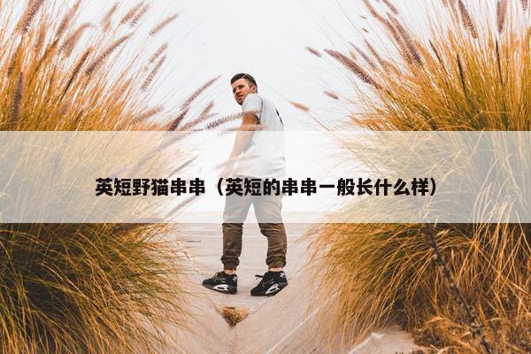 英短野猫串串（英短的串串一般长什么样）