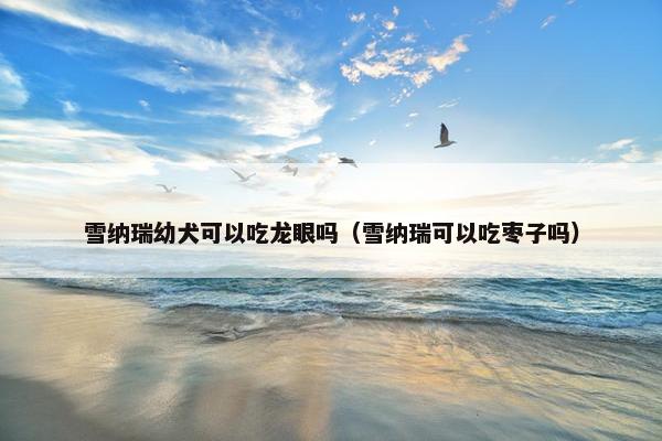 雪纳瑞幼犬可以吃龙眼吗（雪纳瑞可以吃枣子吗）