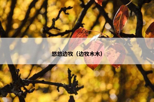 悠悠边牧（边牧木木）