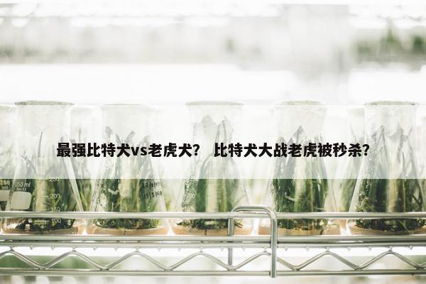 最强比特犬vs老虎犬？ 比特犬大战老虎被秒杀？