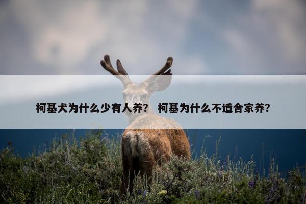 柯基犬为什么少有人养？ 柯基为什么不适合家养？