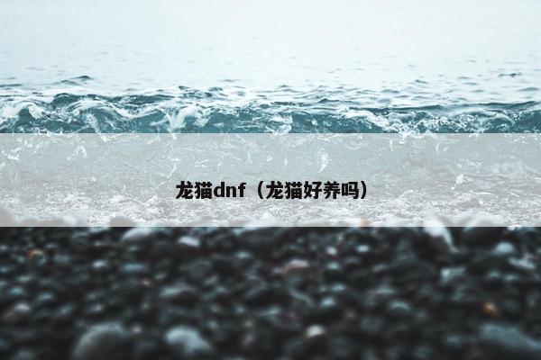 龙猫dnf（龙猫好养吗）