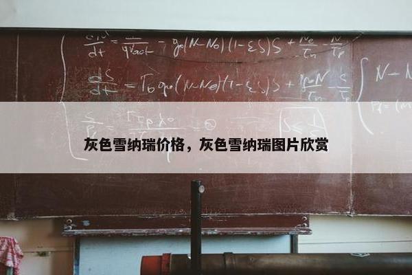 灰色雪纳瑞价格，灰色雪纳瑞图片欣赏