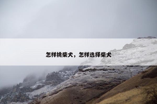 怎样挑柴犬，怎样选择柴犬