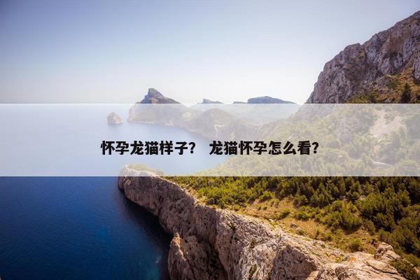 怀孕龙猫样子？ 龙猫怀孕怎么看？