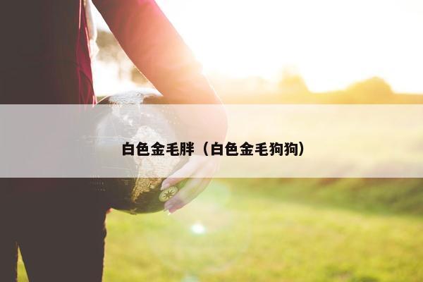 白色金毛胖（白色金毛狗狗）
