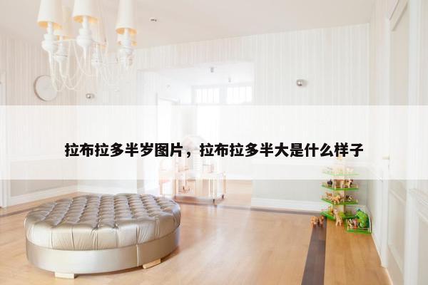 拉布拉多半岁图片，拉布拉多半大是什么样子