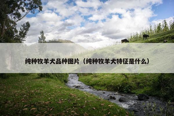 纯种牧羊犬品种图片（纯种牧羊犬特征是什么）