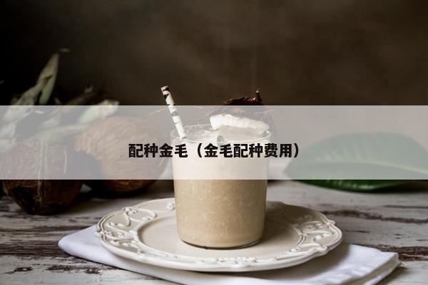 配种金毛（金毛配种费用）