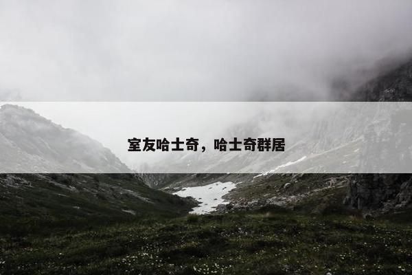 室友哈士奇，哈士奇群居