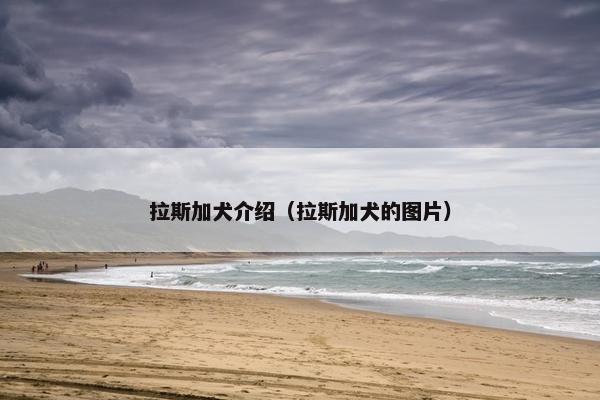 拉斯加犬介绍（拉斯加犬的图片）