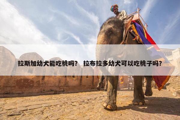 拉斯加幼犬能吃桃吗？ 拉布拉多幼犬可以吃桃子吗？