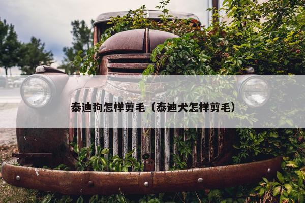 泰迪狗怎样剪毛（泰迪犬怎样剪毛）